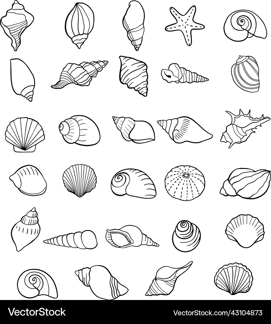 Set Of Seashells Drawing Outline Symbols Shells Vector Image