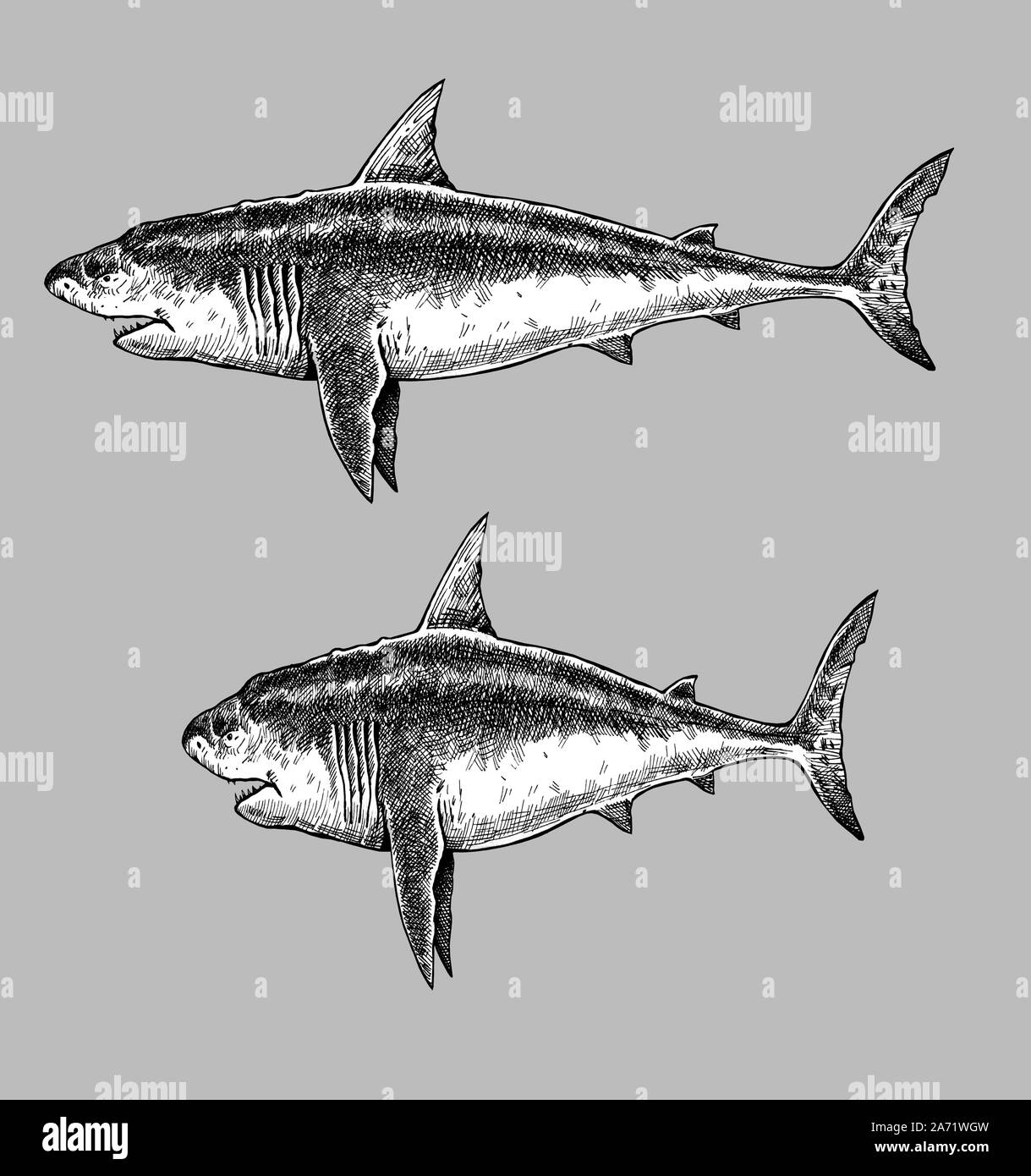 Shark Drawing Hi res Stock Photography And Images Alamy