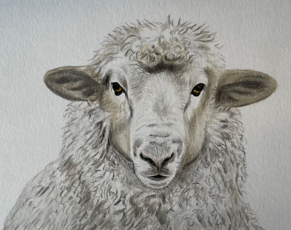 Sheep Drawings Sketch A Day