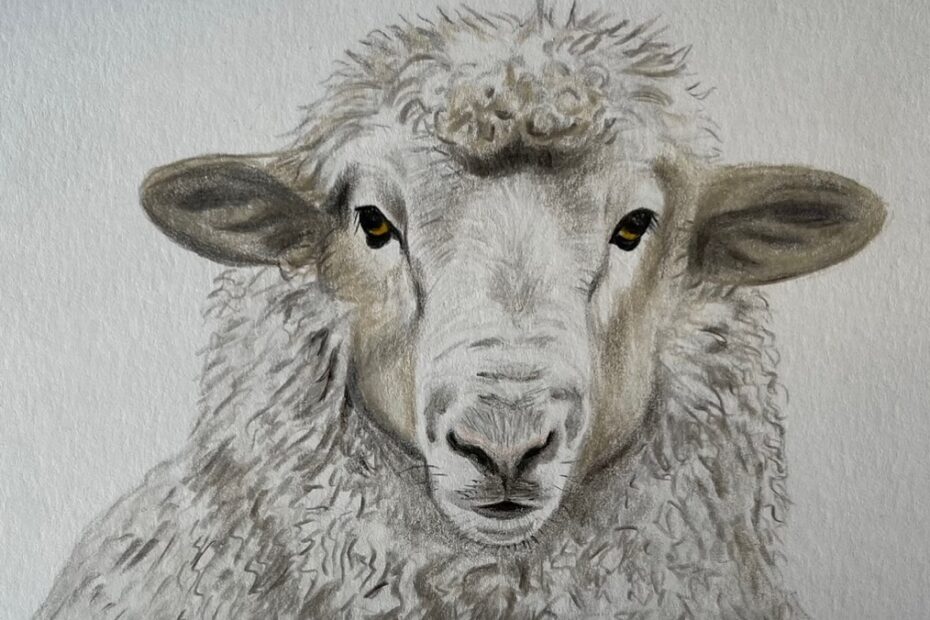 Sheep Drawings Sketch A Day