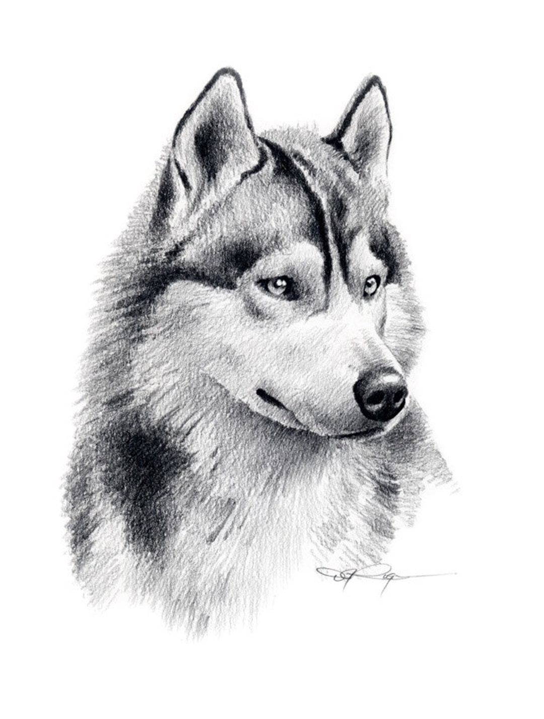 SIBERIAN HUSKY Art Print Pencil Drawing By Artist DJ Rogers Etsy UK
