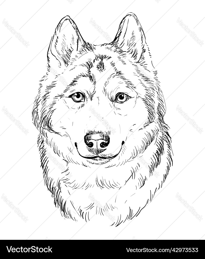 Siberian Husky Hand Drawing Royalty Free Vector Image