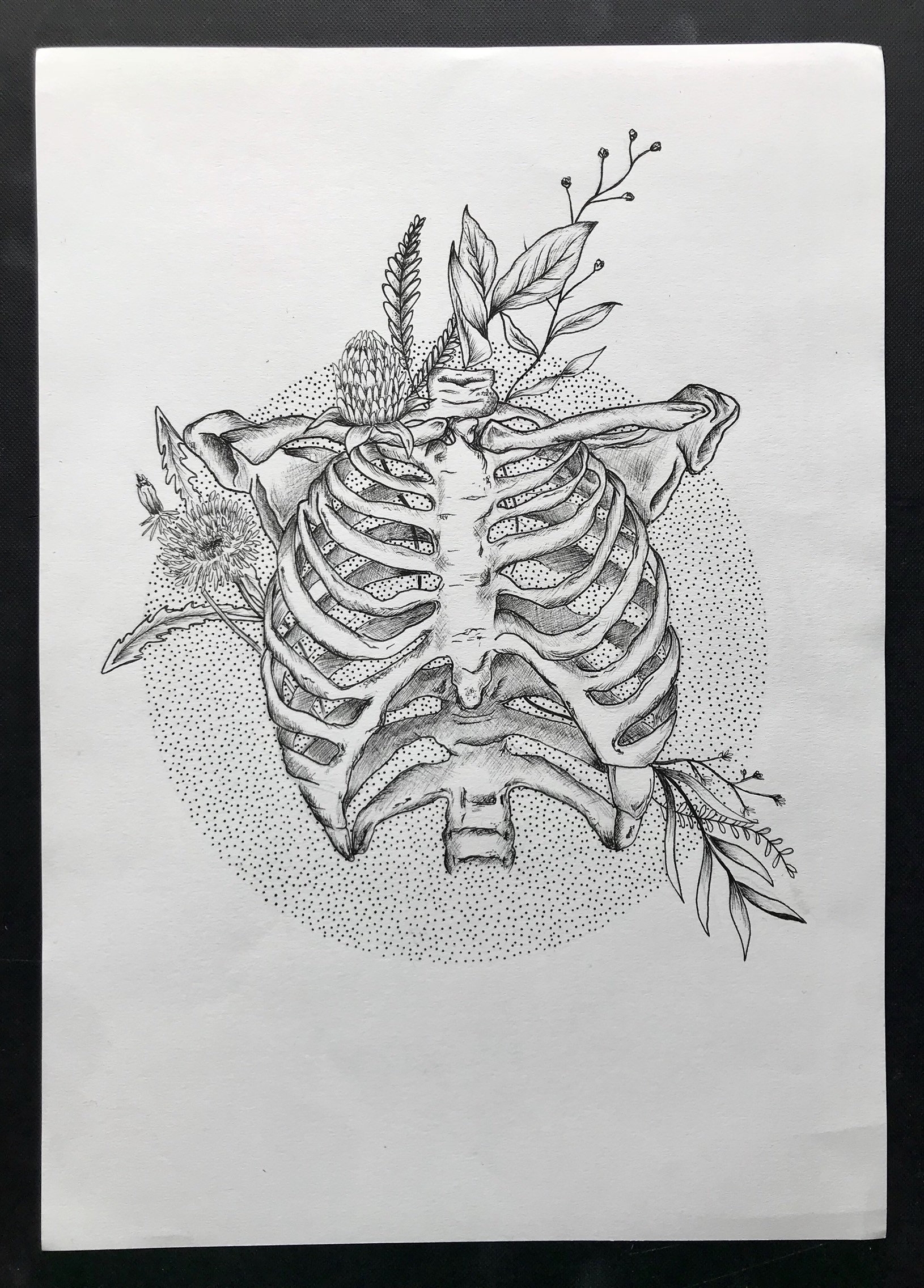 rib cage drawing