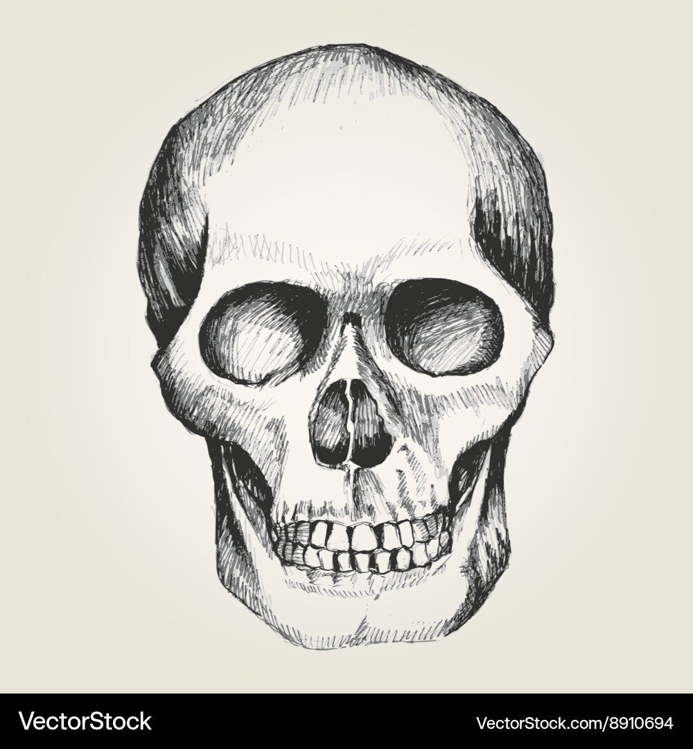 Sketch Of A Human Skull Royalty Free Vector Image