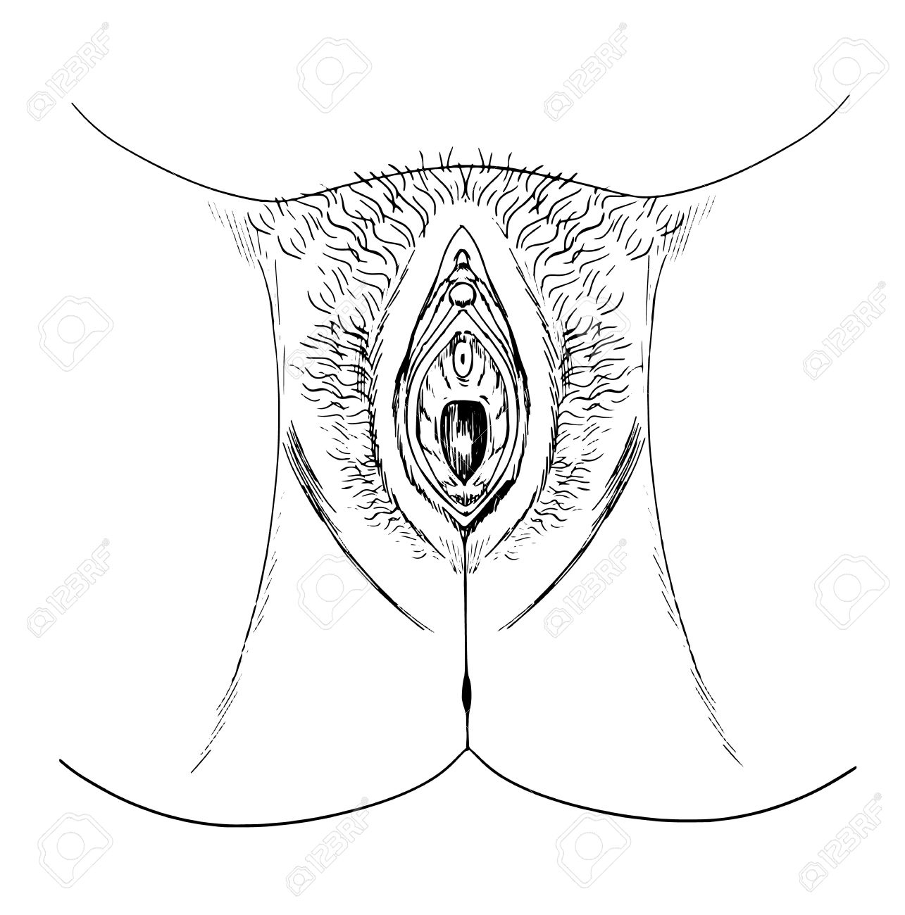 Sketch Of The Human Vagina external Anatomy Royalty Free SVG Cliparts Vectors And Stock Illustration Image 16771594 
