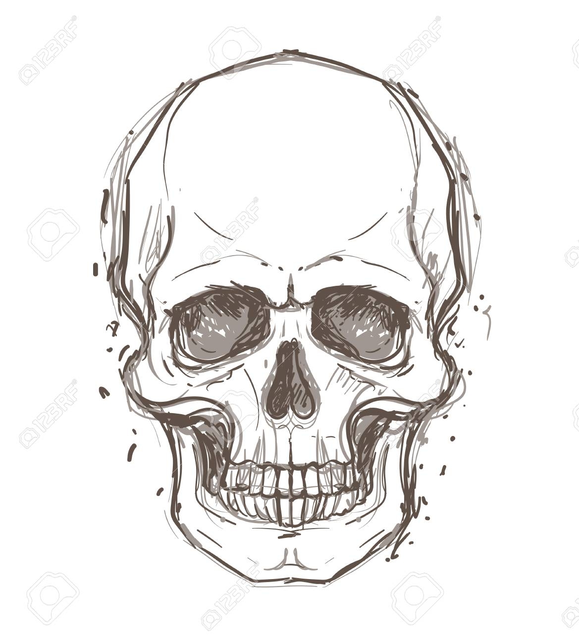 Sketchy Style Drawing Of Human Skull Human Head Isolated On 