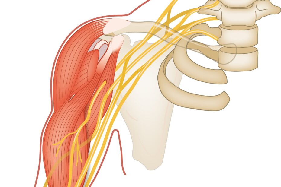 Slagter Drawing Brachial Plexus And Its Relation To The Muscles