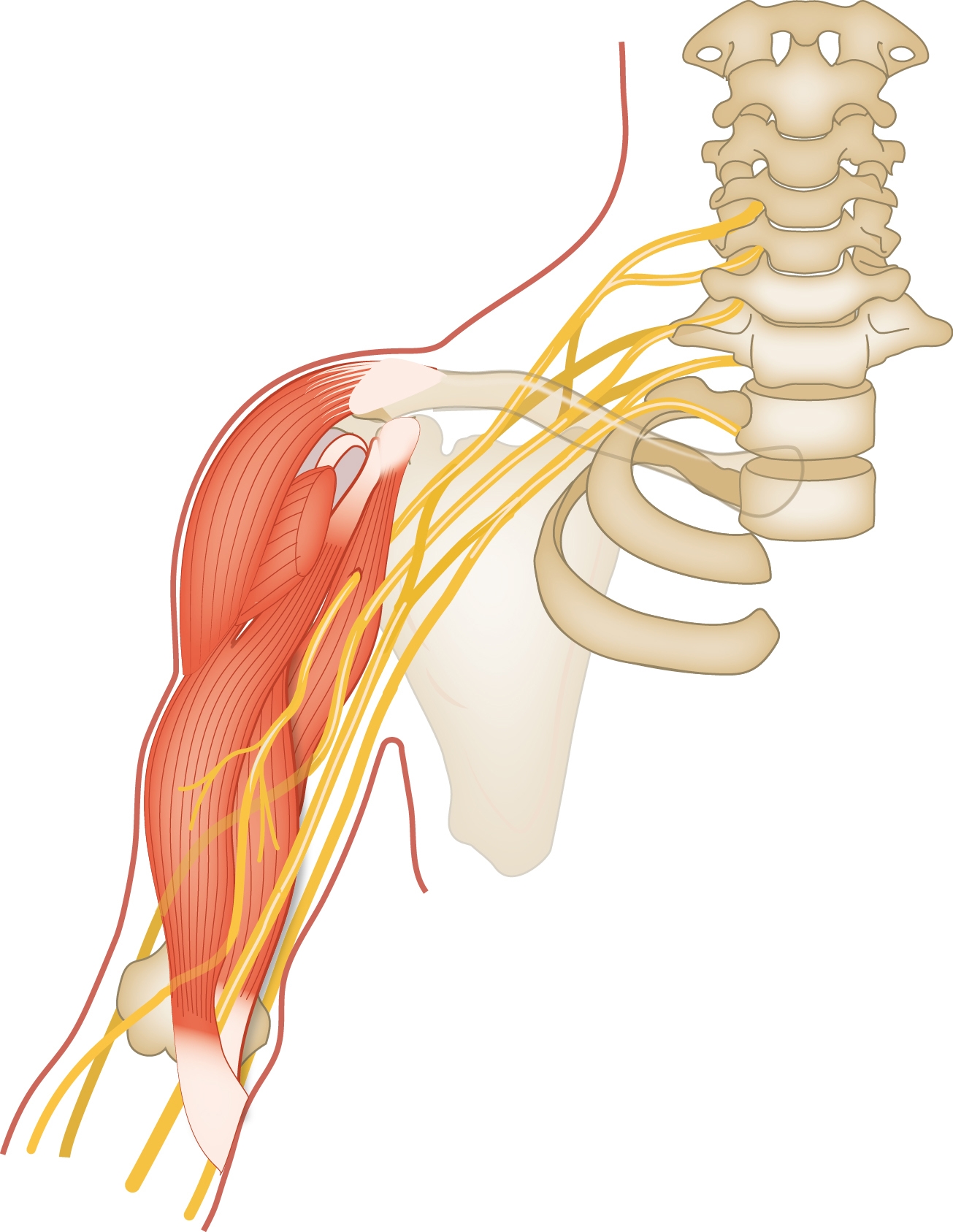 Slagter Drawing Brachial Plexus And Its Relation To The Muscles 