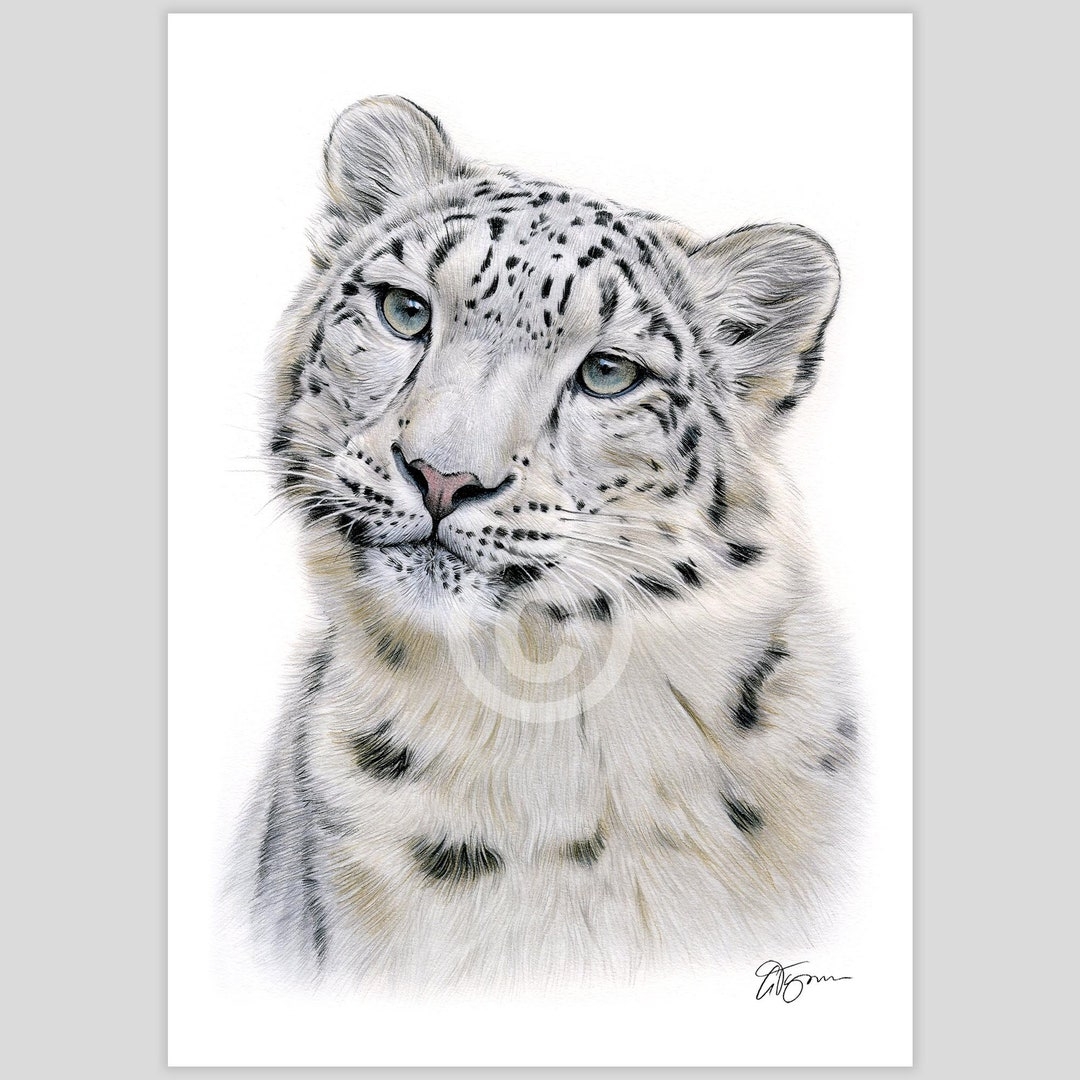 Snow Leopard Color Pencil Drawing Print Big Cat Art Artwork Signed By Artist Gary Tymon 2 Sizes Wildlife Portrait Watercolor Etsy UK