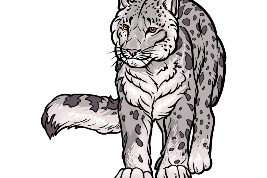 Snow Leopard Drawing How To Draw A Snow Leopard Step By Step