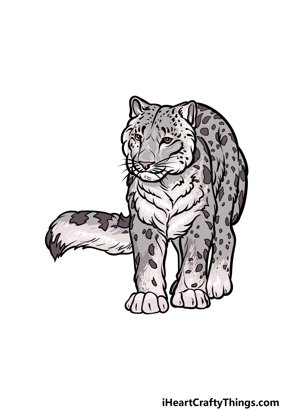 Snow Leopard Drawing How To Draw A Snow Leopard Step By Step