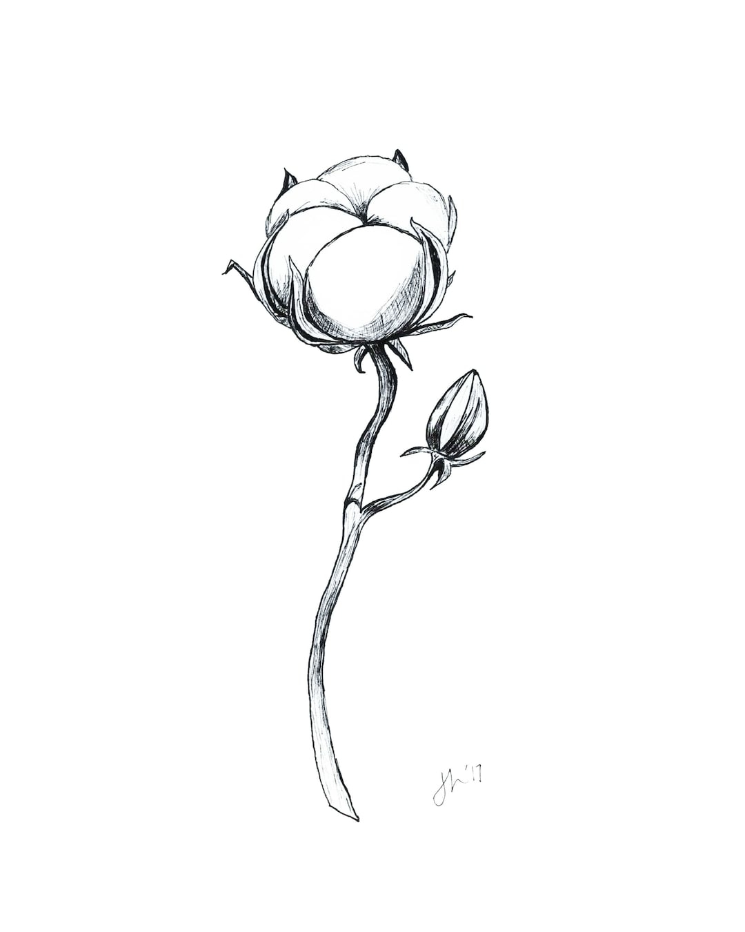 Southern Cotton Drawing digital Download Etsy UK