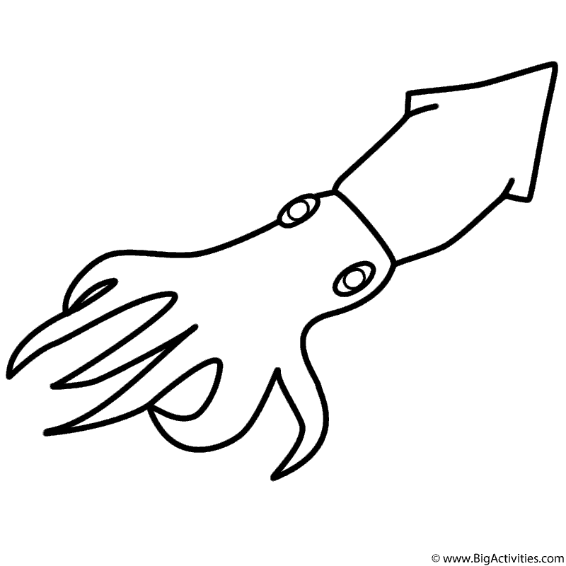 Squid Coloring Page Sea Marine 