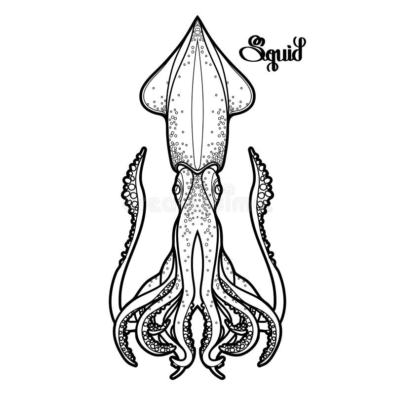 Squid Coloring Stock Illustrations 1 018 Squid Coloring Stock Illustrations Vectors U0026 Clipart Dreamstime