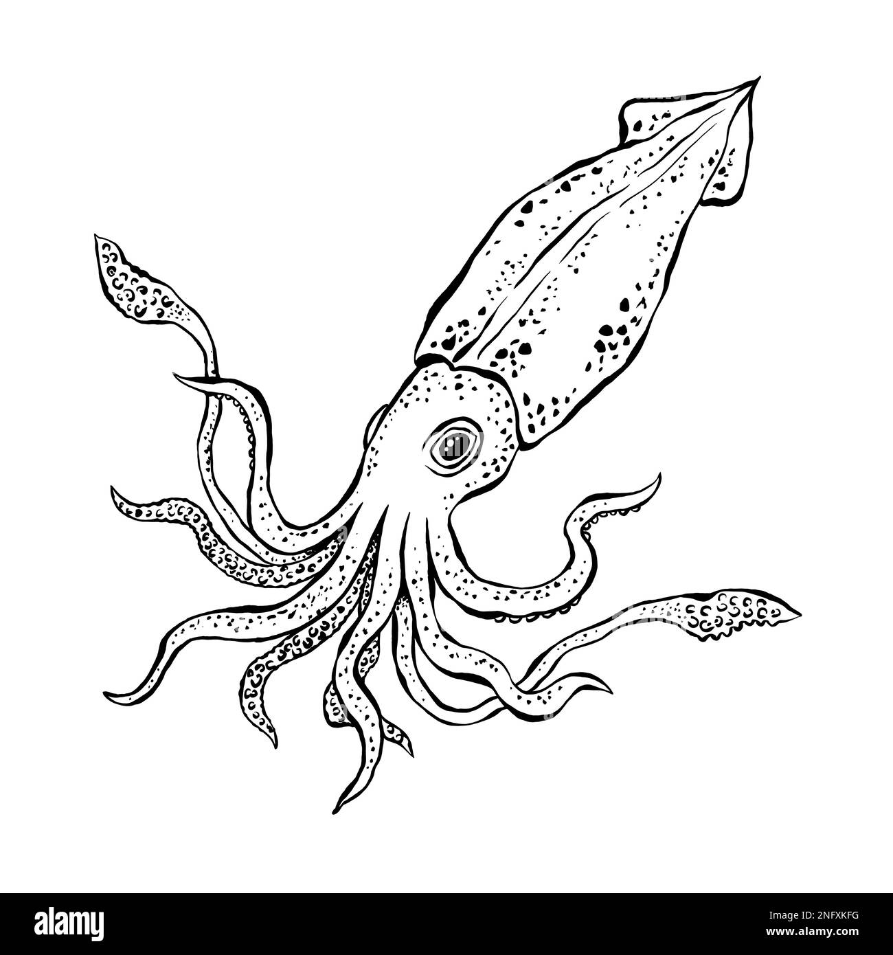 Squid Sketch Hand Drawn Detailed Vector Illustration Of Sea Animal With Tentacles Ink Monochrome Drawing Isolated On White Background Stock Vector Image U0026 Art Alamy