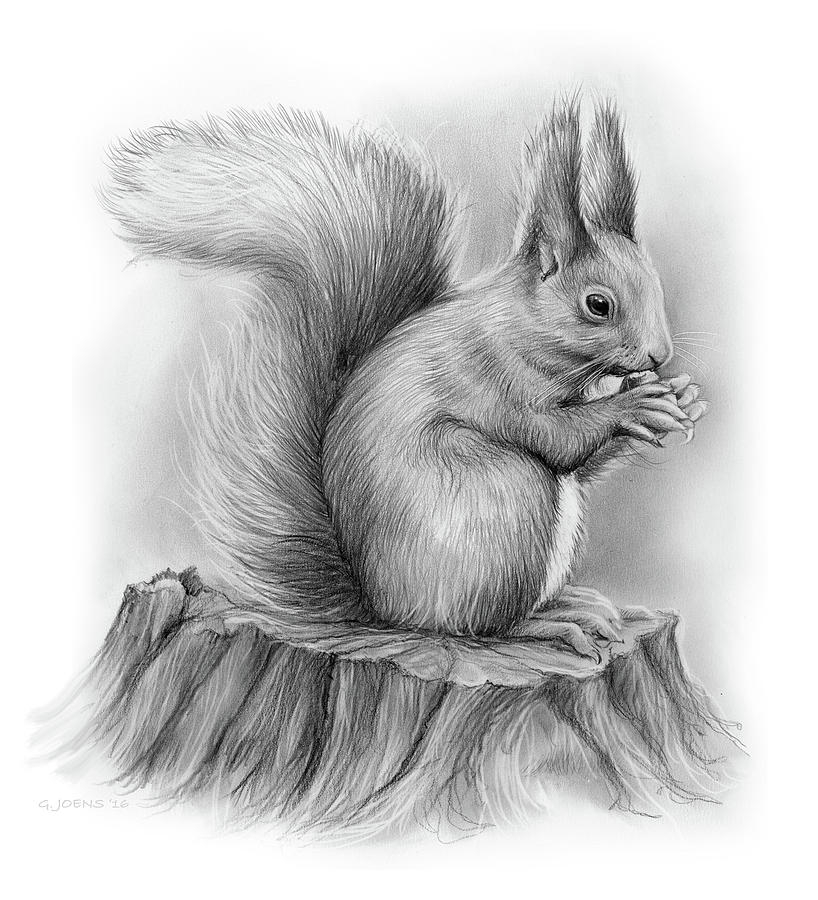 squirrel drawings