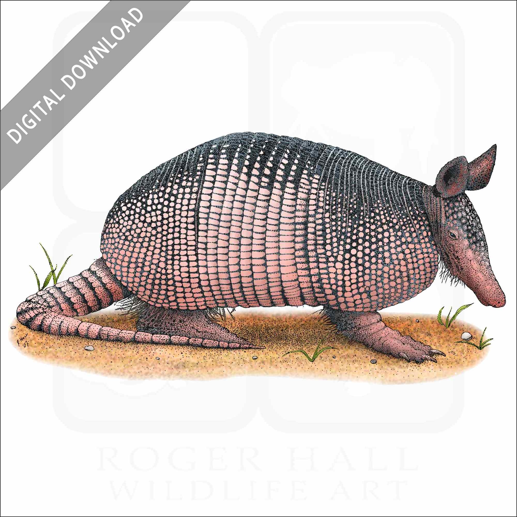 armadillo drawing