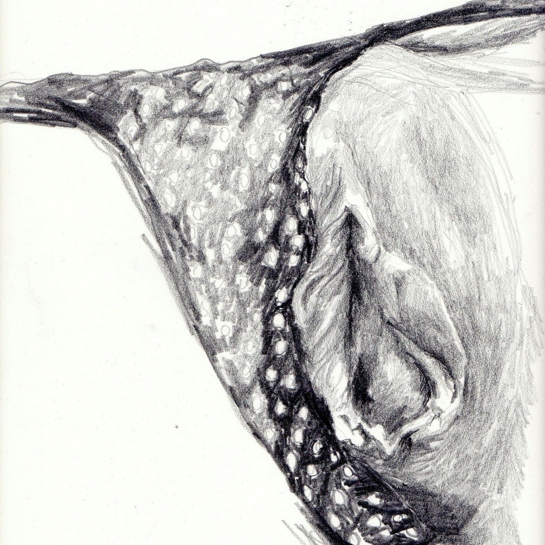 Stream To Draw A Penis By Henna Timanttimets Listen Online For 