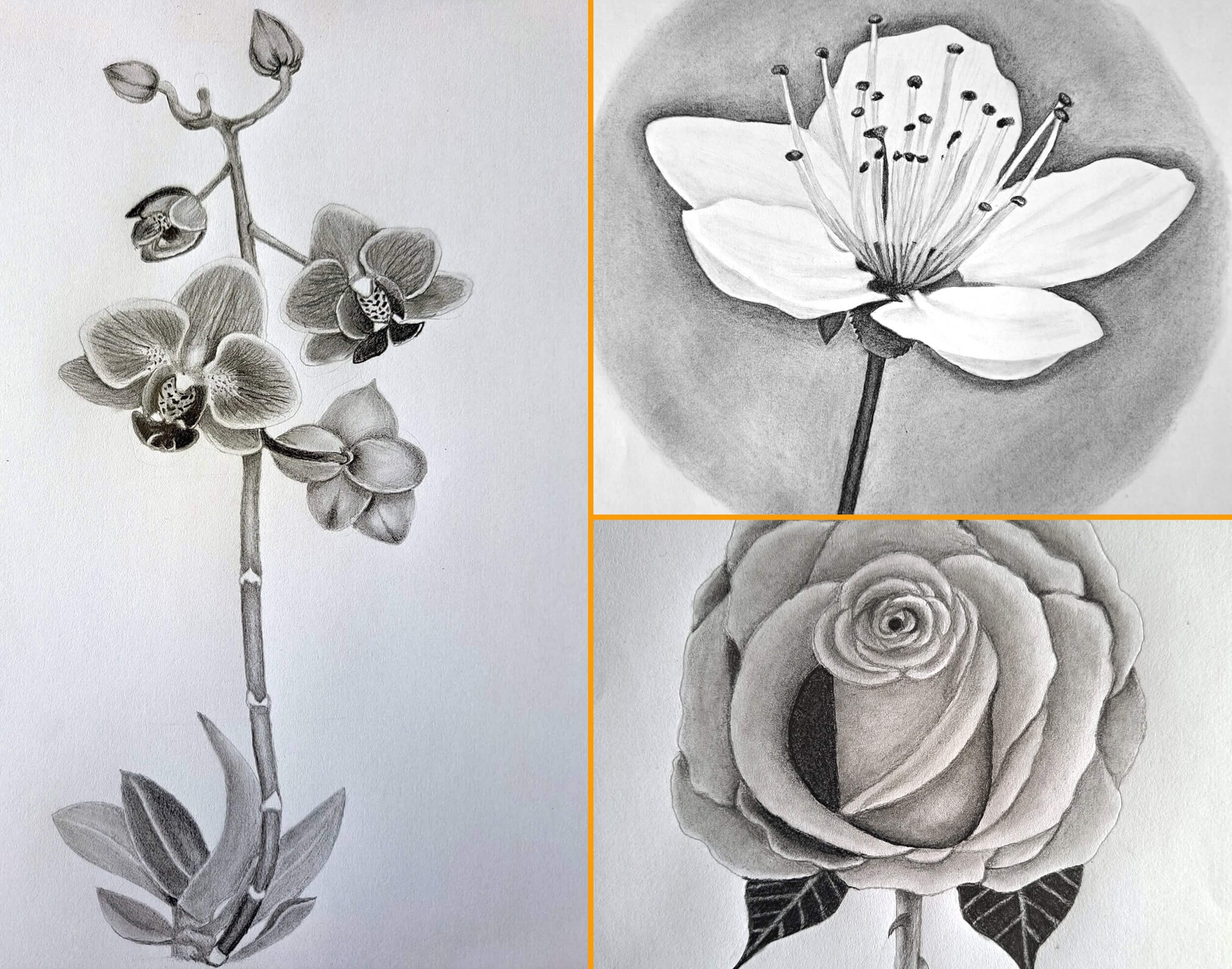 The Ultimate Guide To Drawing Flowers Roundup Article Muus Art