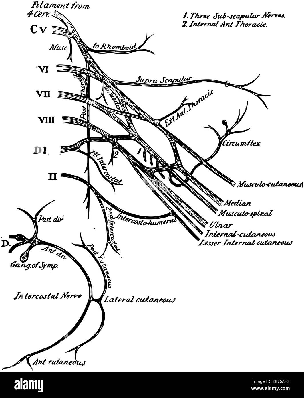 This Illustration Represents The Brachial Plexus Of The Spinal 