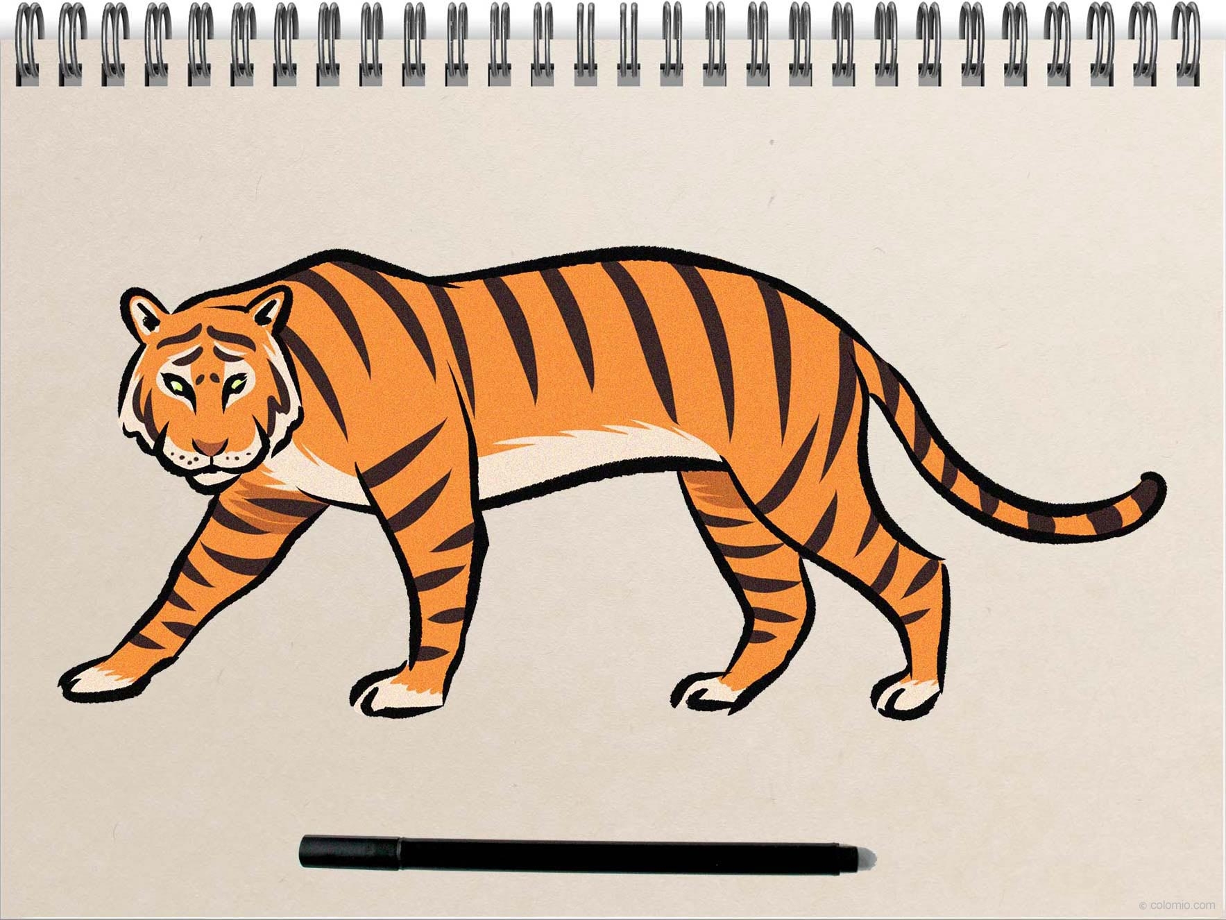 Tiger Drawing Ideas How To Draw A Tiger