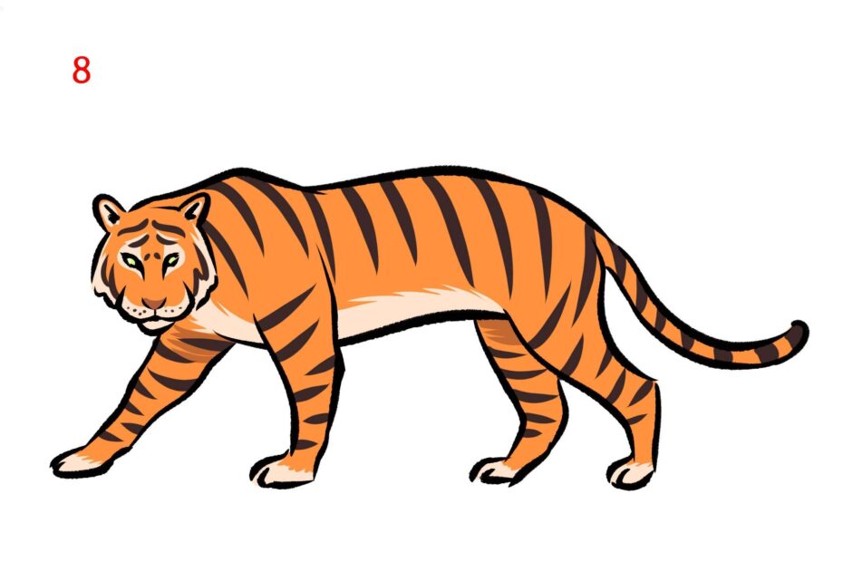 Tiger Drawing Ideas How To Draw A Tiger