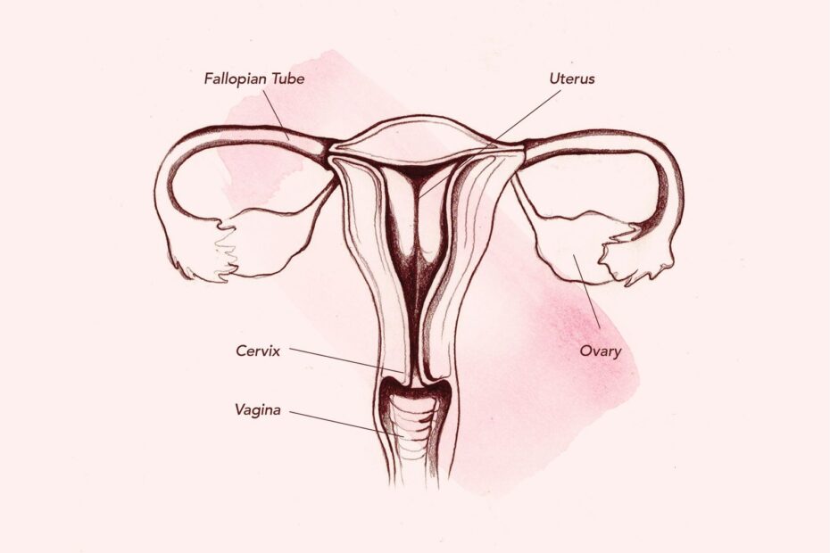 Vagina Diagram U0026 Anatomy Everything You Need To Know Teen Vogue