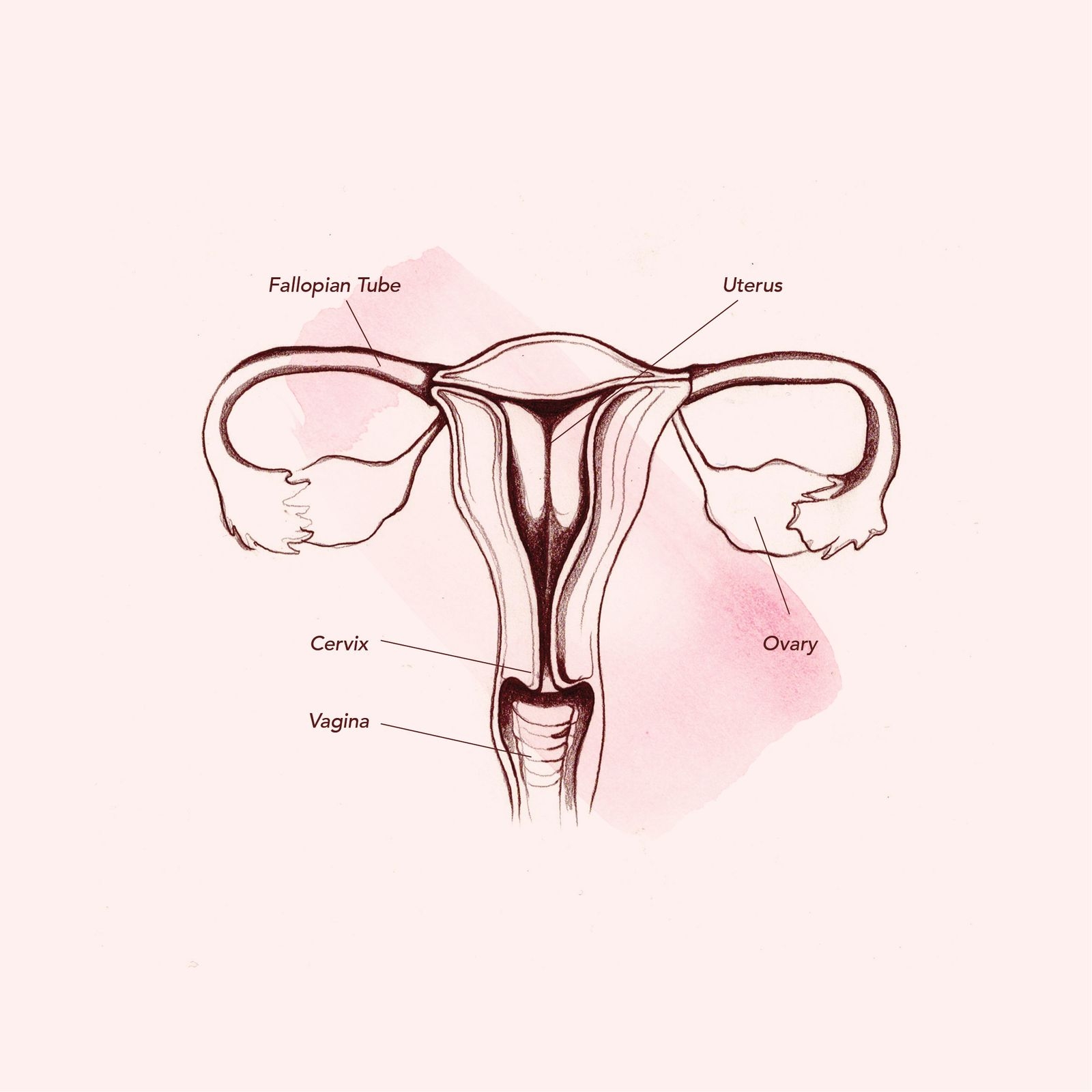 Vagina Diagram U0026 Anatomy Everything You Need To Know Teen Vogue