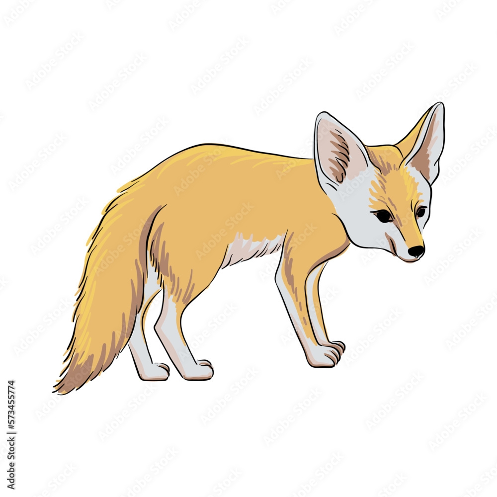 Vector Drawing Sketch Of Animal Hand Drawn Fennec Fox Isolated 