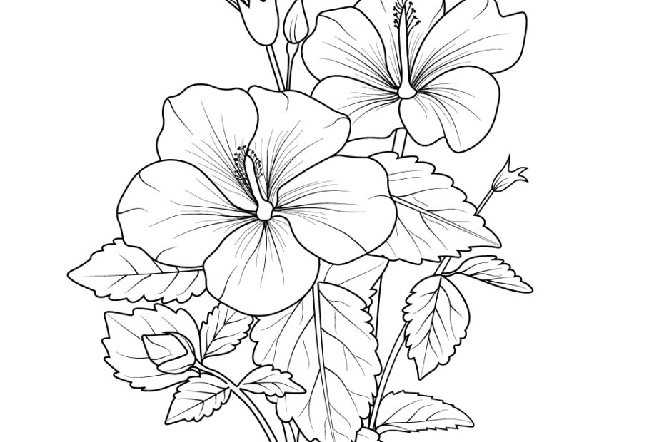 Vector Hibiscus Flower Hibiscus Flower Drawing Easy Sketch Easy Hibiscus Flower Drawing MasterBundles