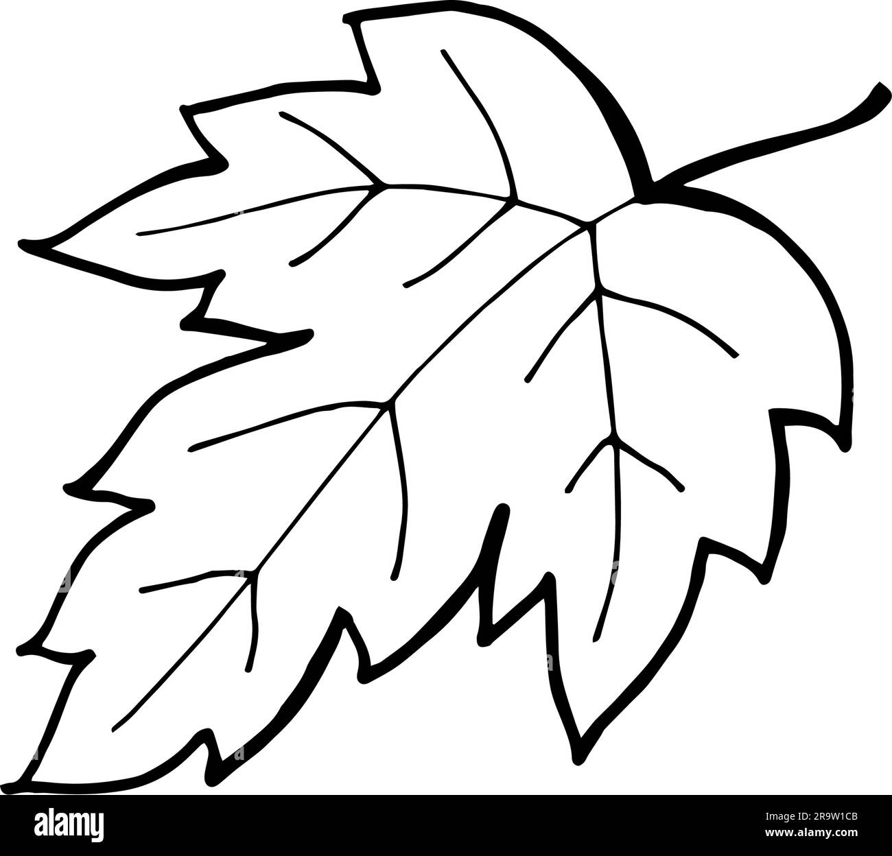 drawing of a fall leaf