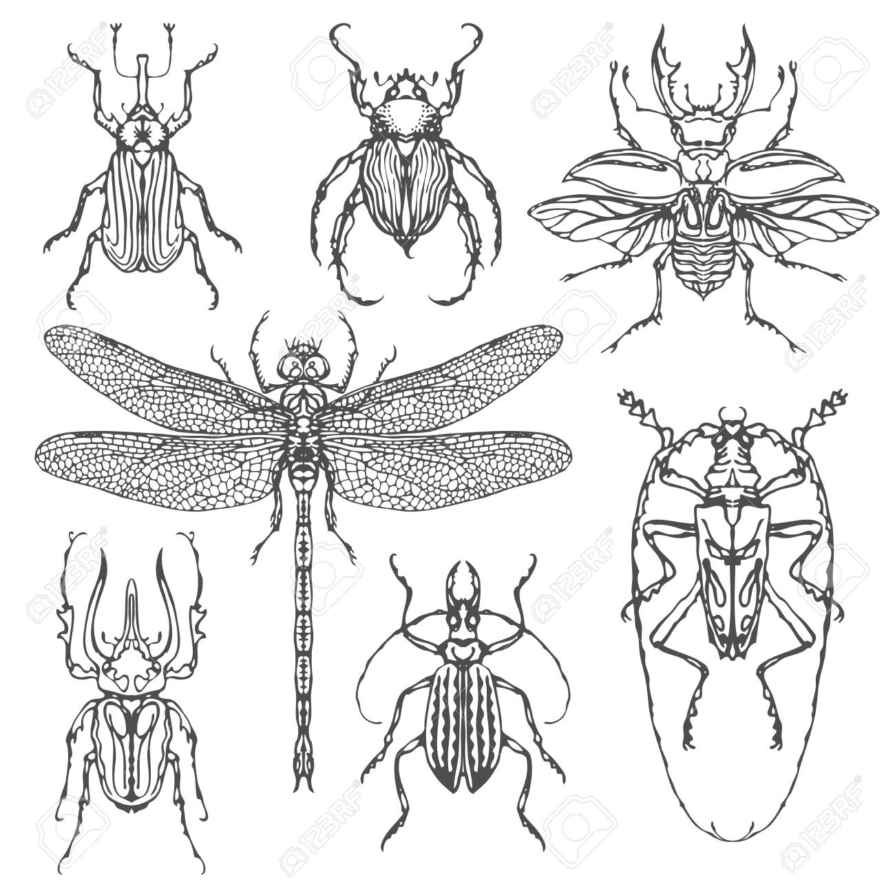 bug drawings