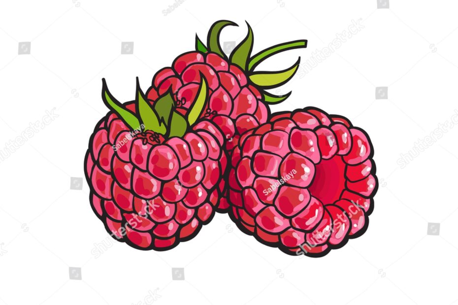 Vektor Stok Ripe Red Raspberry Realistic Drawing Vector Tanpa Royalti 486203962 Shutterstock