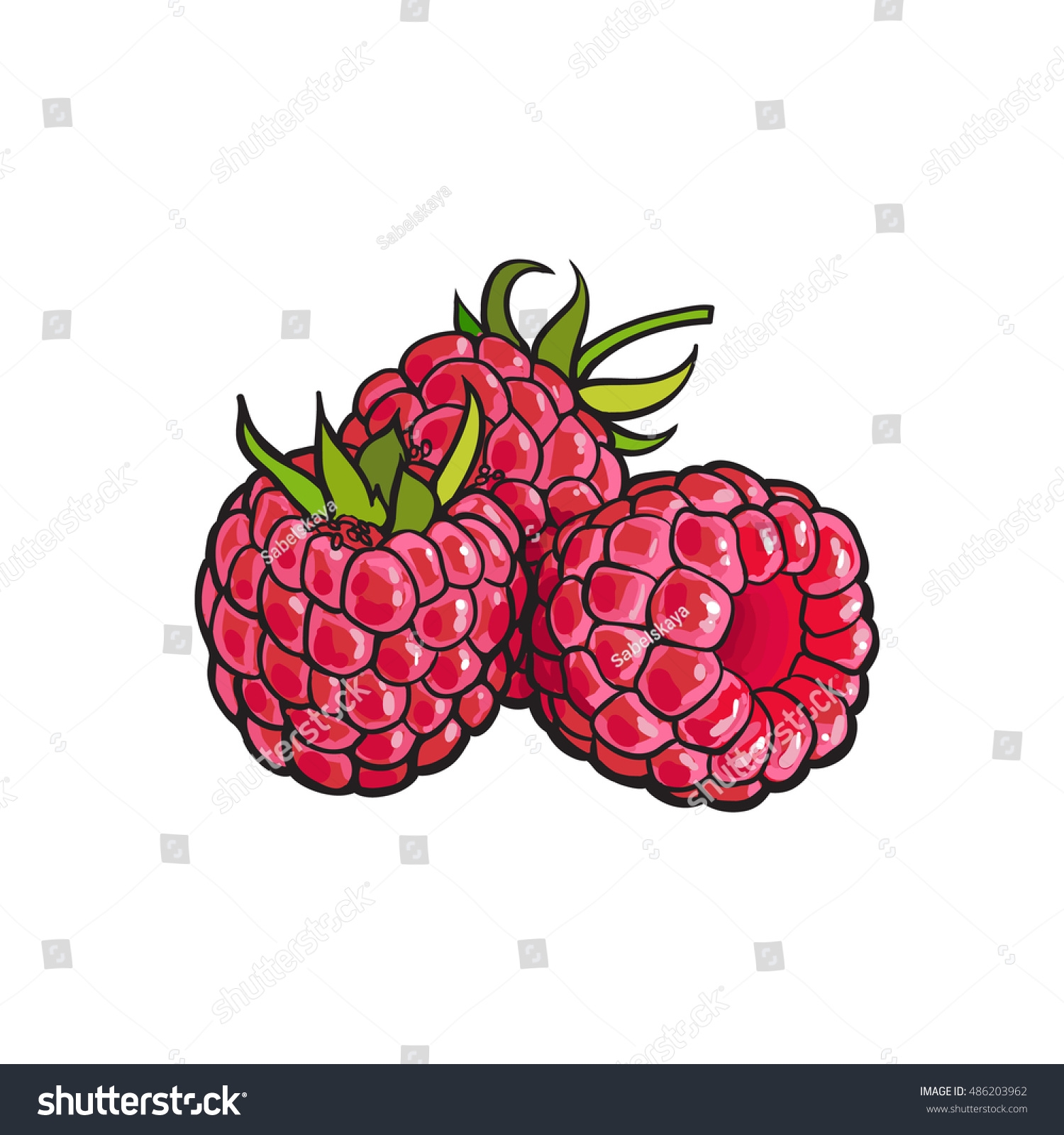 Vektor Stok Ripe Red Raspberry Realistic Drawing Vector Tanpa Royalti 486203962 Shutterstock