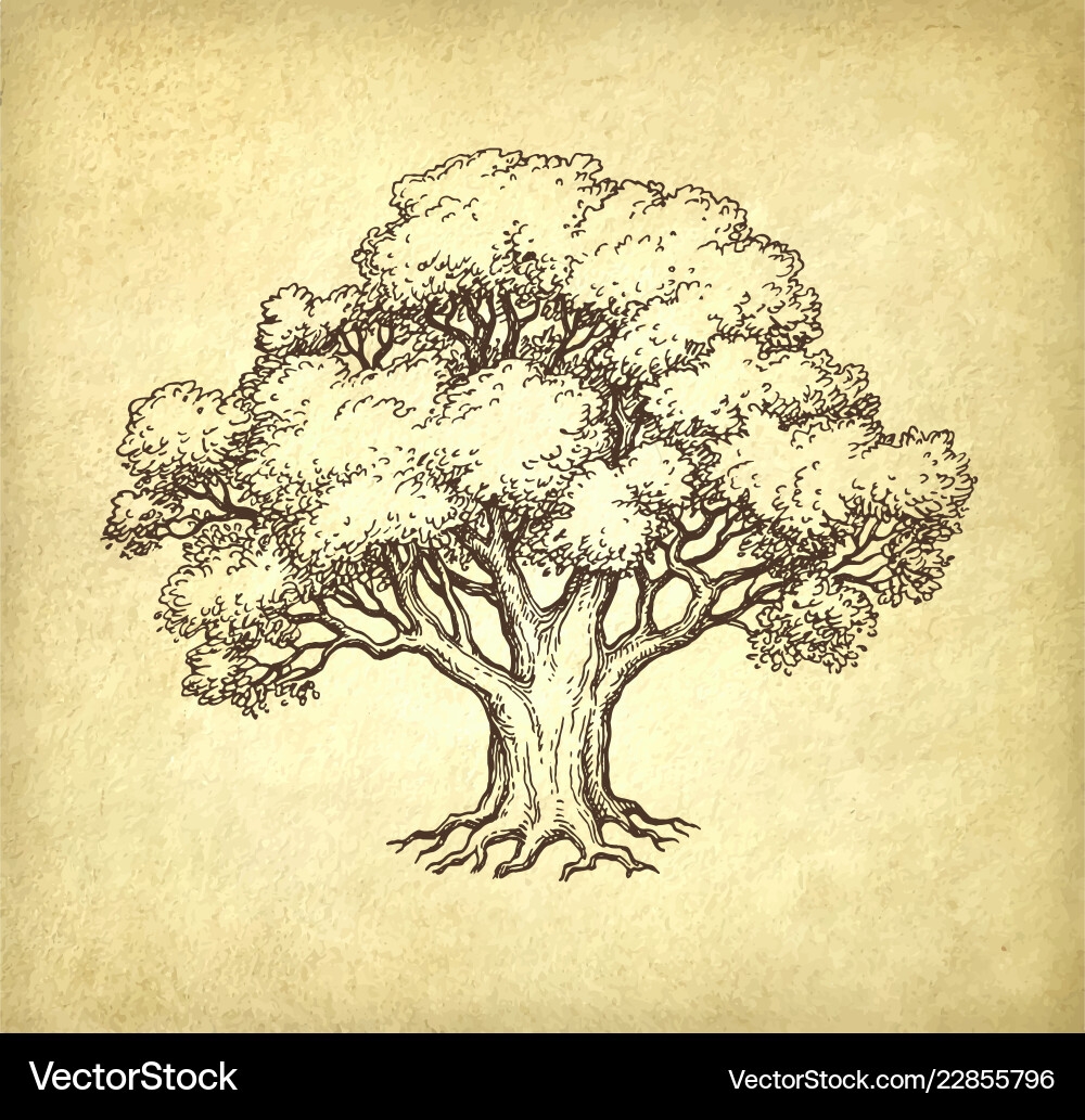 Vintage Oak Tree Drawing Vector Images over 3 400 