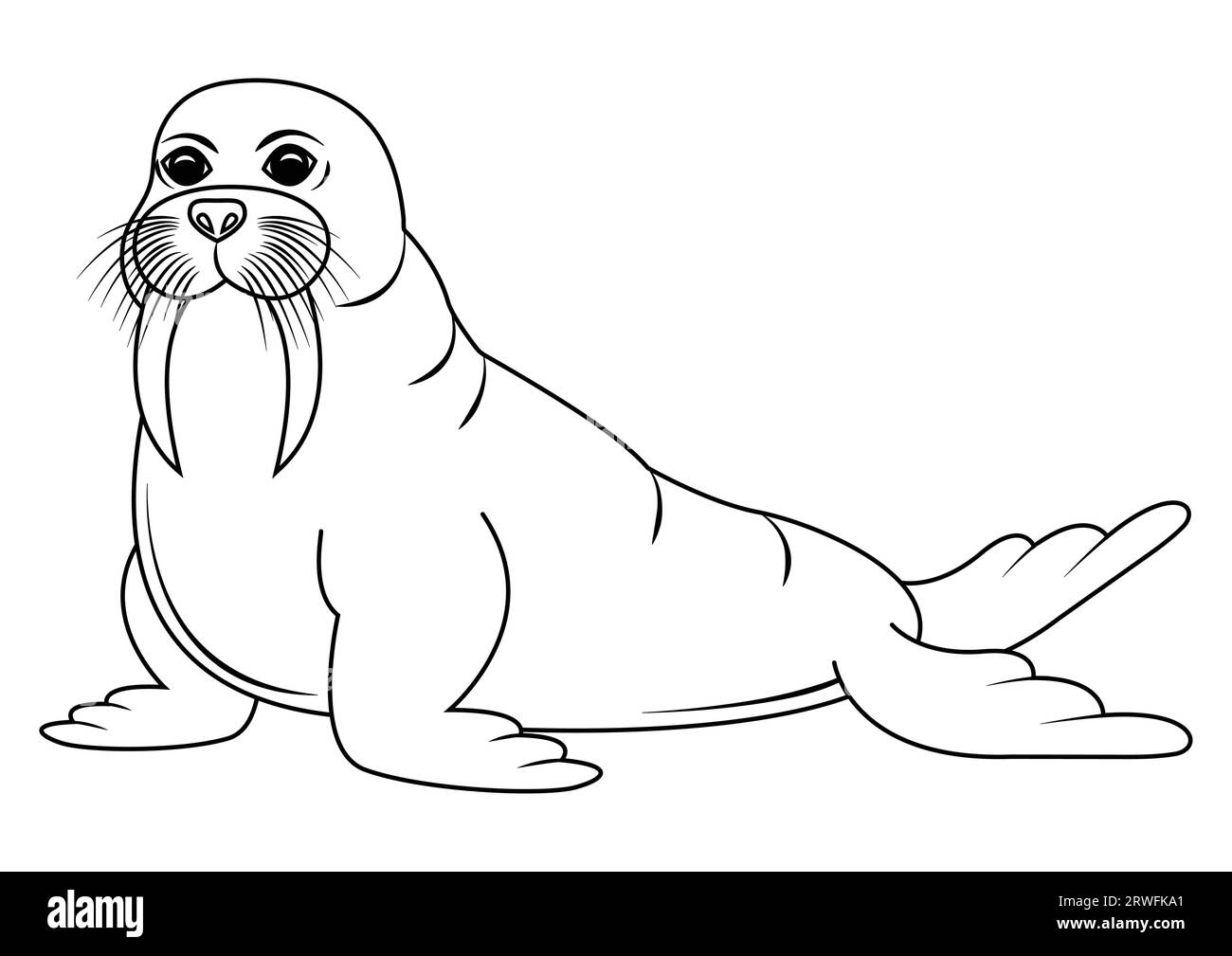 Walrus Cartoon Black And White Stock Photos U0026 Images Alamy