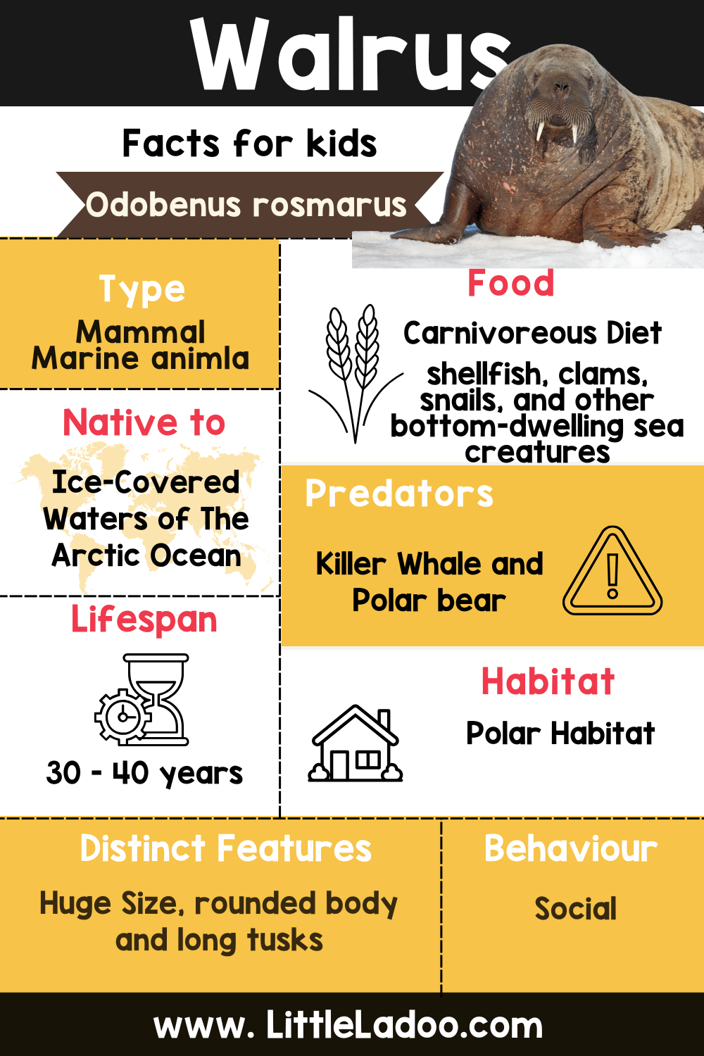 Walrus Facts For Kids
