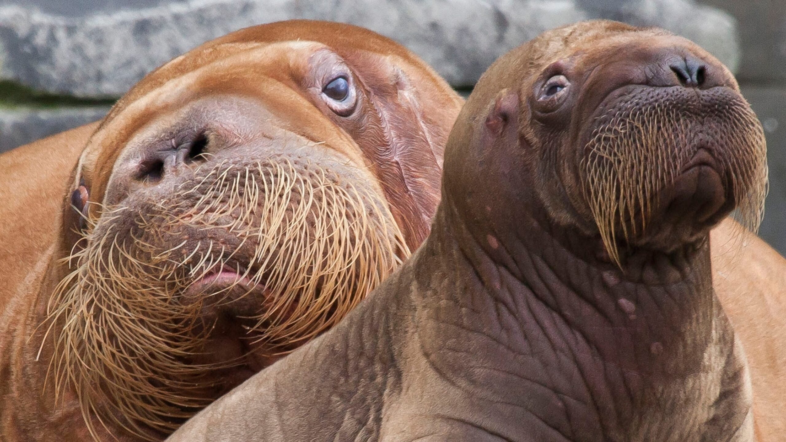 walrus facts for kids printable