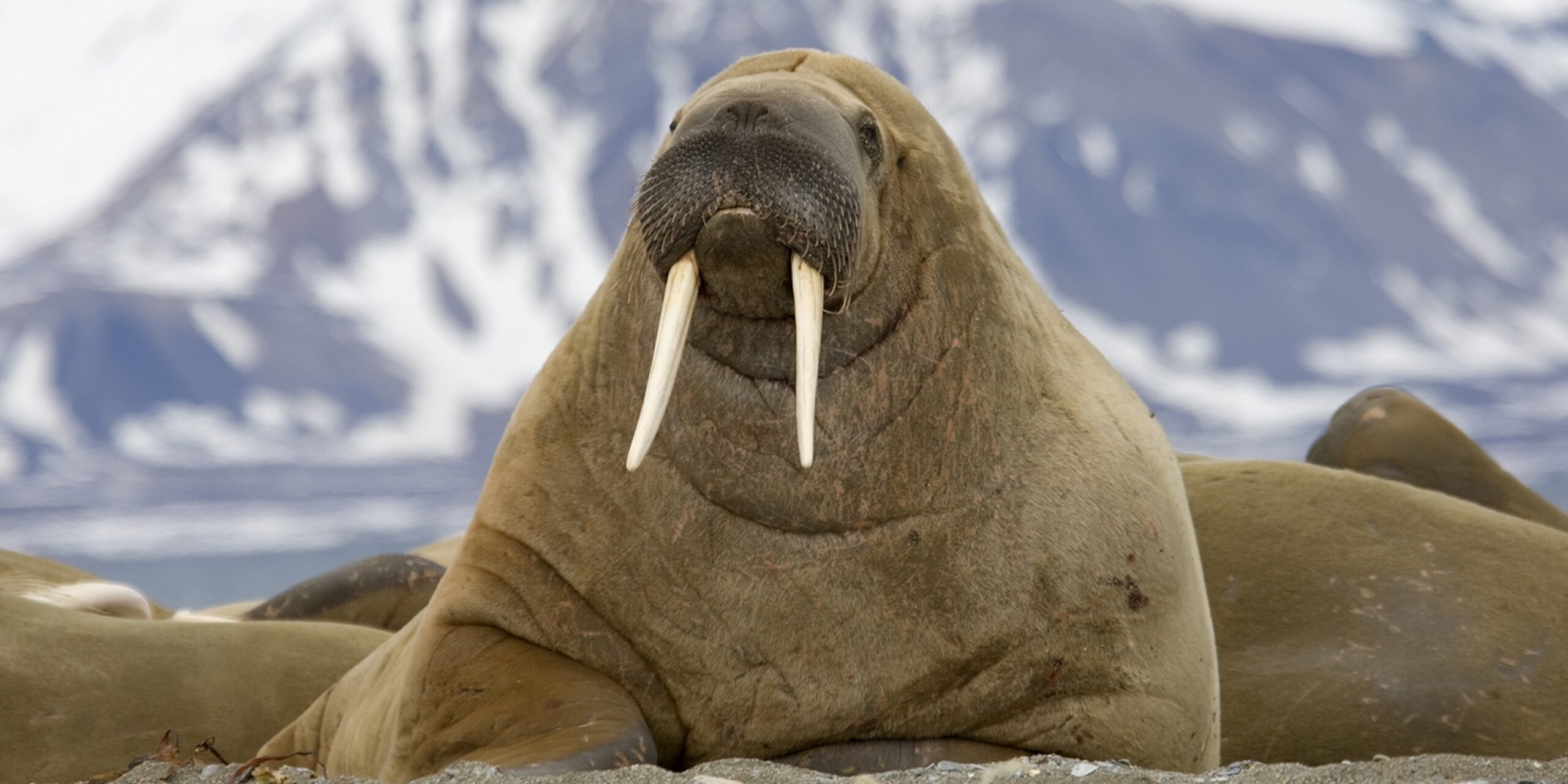 Walrus National Geographic Kids