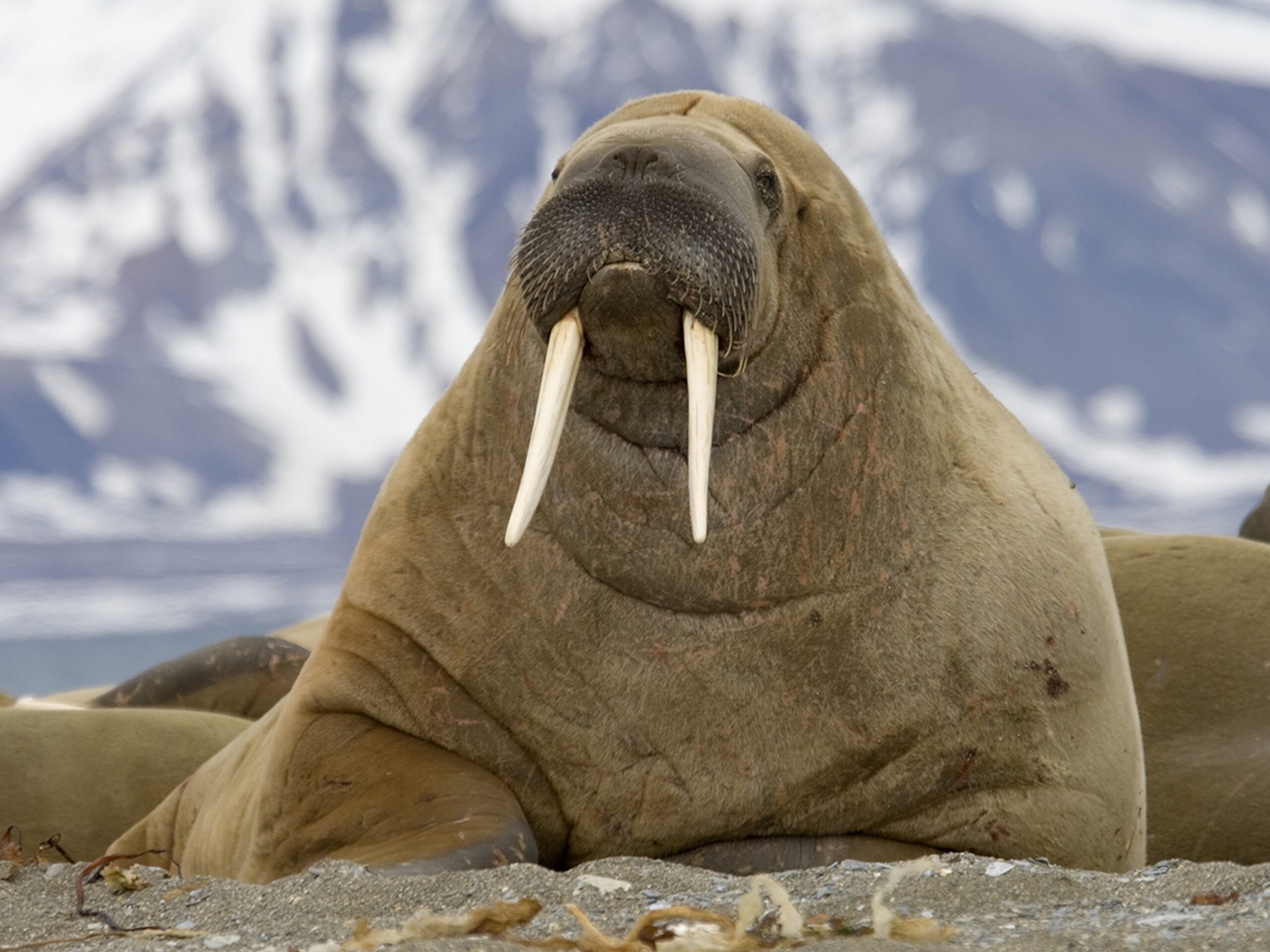 Walrus National Geographic Kids