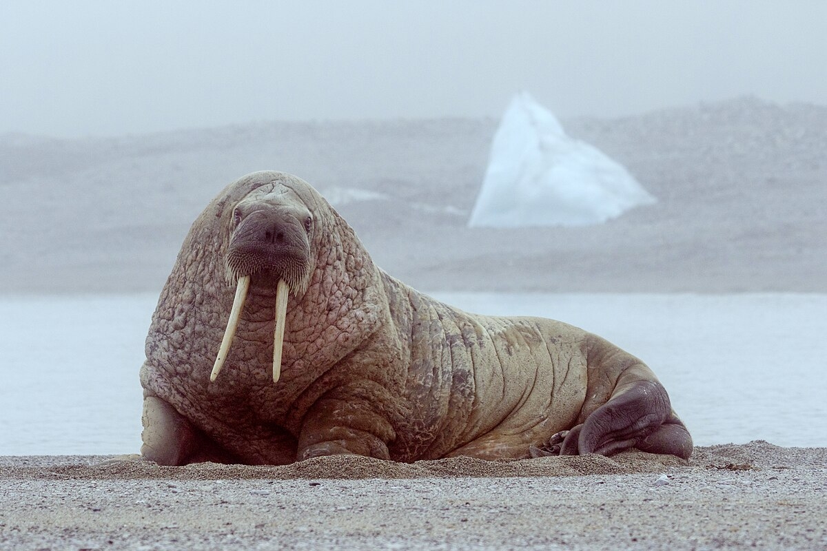Walrus Wikipedia