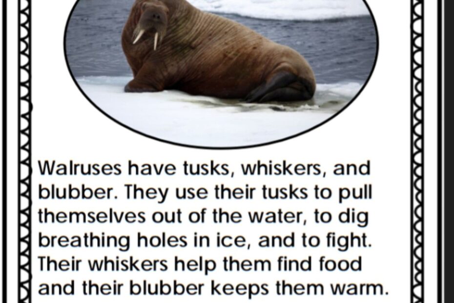 Walruses The Giants Of The Arctic