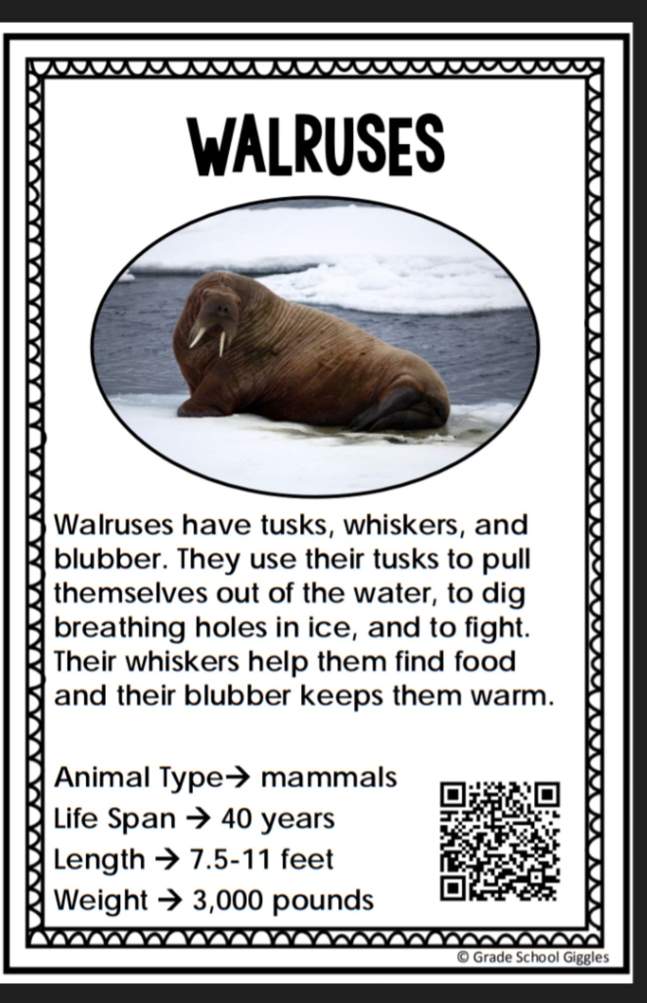 Walruses The Giants Of The Arctic
