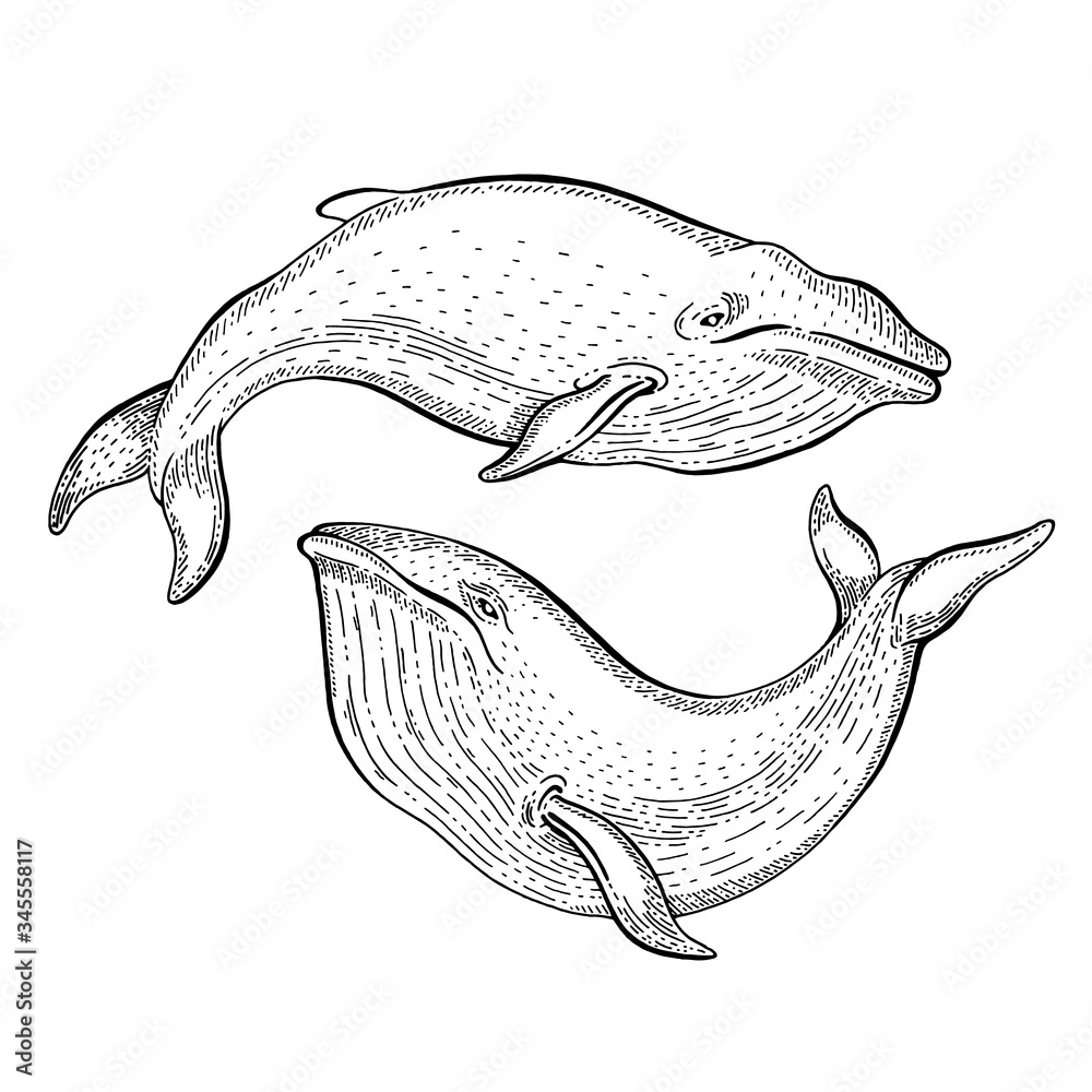 Whale Sketch Vintage Vector Illustration Sea Animal Hand Drawn Line Art Blue Whale Or Humpback Engraved Drawing Set Ocean Life Black Engraving Design For Realistic Retro Tattoo Poster Banner Stock Vector 