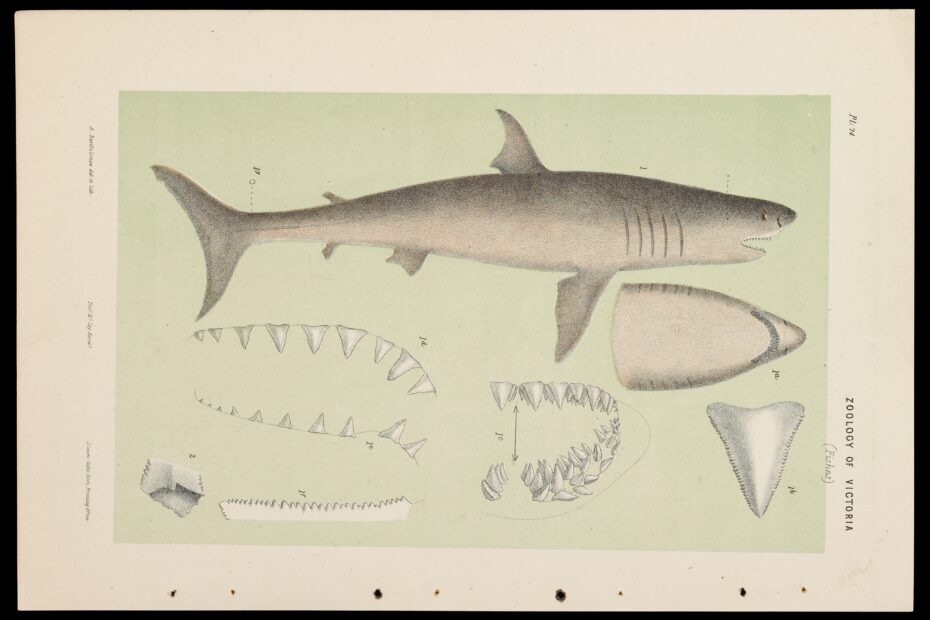 White Shark Carcharodon Carcharias Museums Victoria