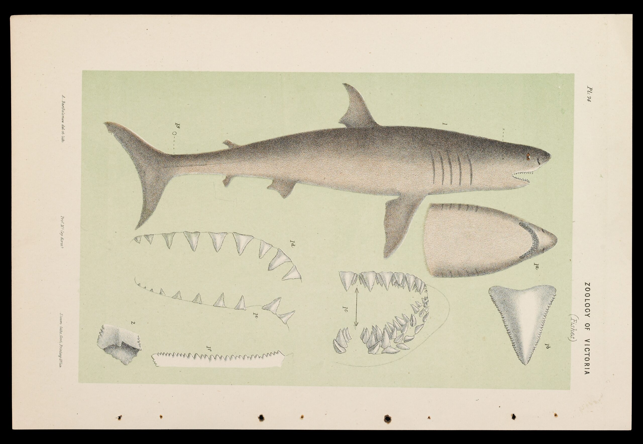 White Shark Carcharodon Carcharias Museums Victoria